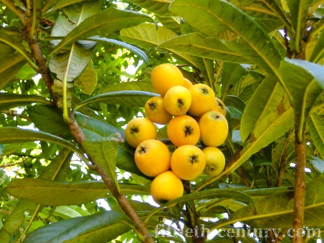 はじめて実を結んだ！茂木ビワの木！ | 50世紀